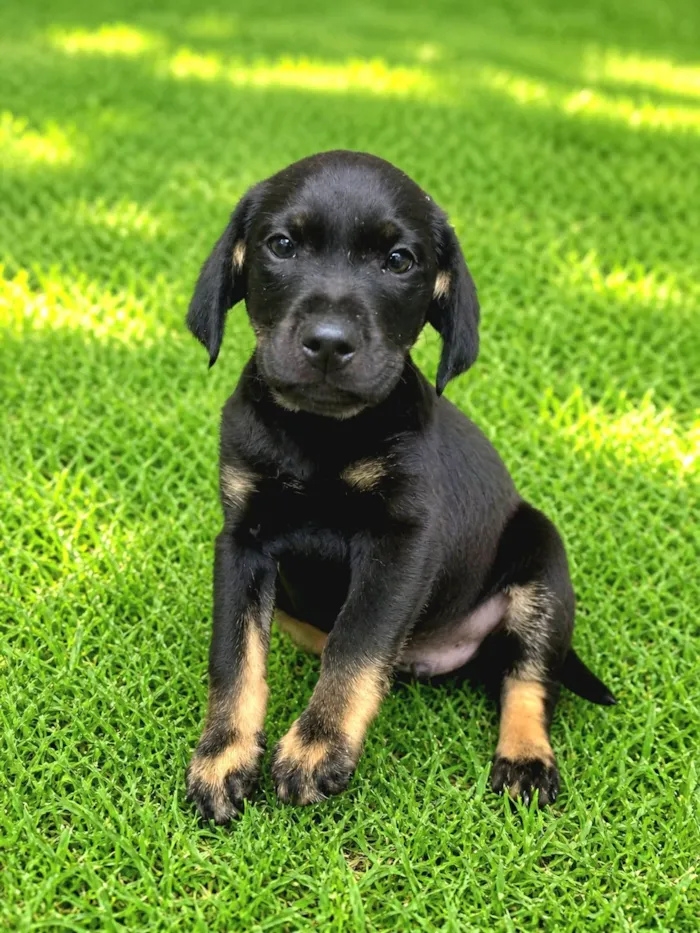 Cachorro raça SRD-ViraLata idade 2 a 6 meses nome Ricky