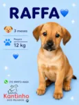 Raffa