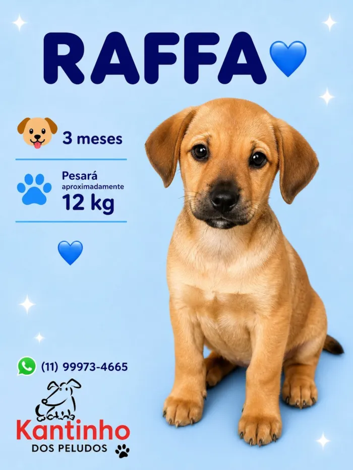 Cachorro raça SRD-ViraLata idade 2 a 6 meses nome Raffa