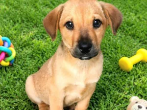 Cachorro raça SRD-ViraLata idade 2 a 6 meses nome Raffa