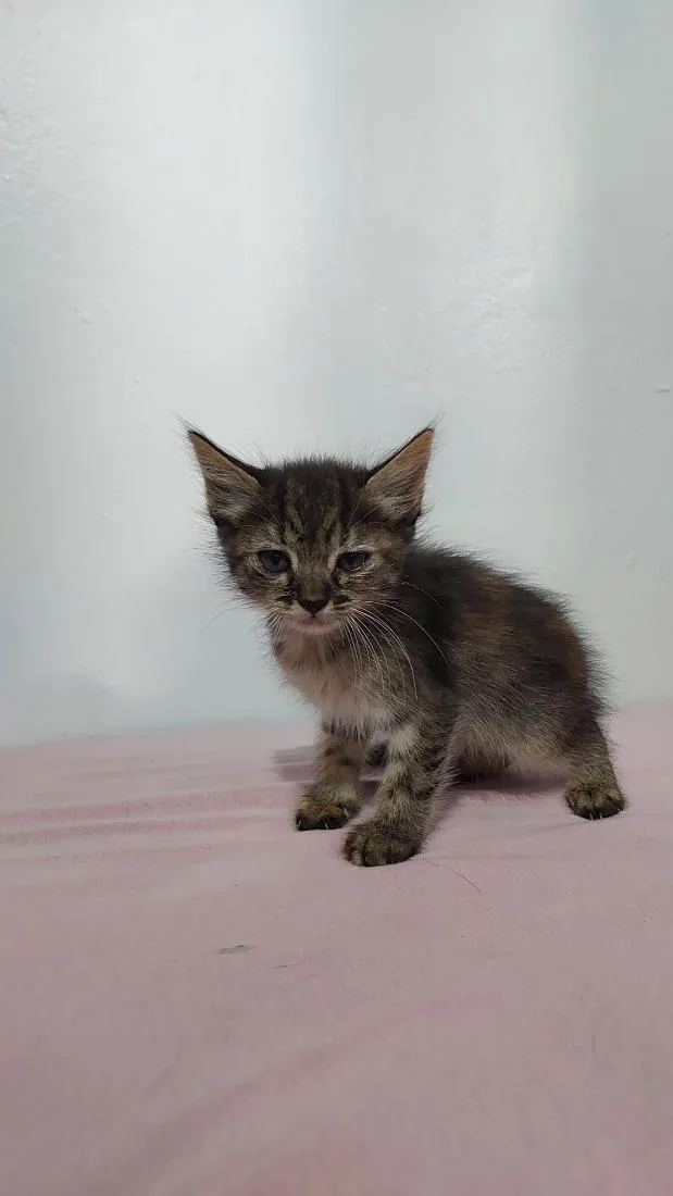 Gato raça SRD-ViraLata idade 2 a 6 meses nome sem nome 