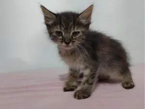 Gato raça SRD-ViraLata idade 2 a 6 meses nome sem nome 