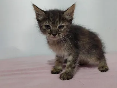 Gato raça SRD-ViraLata idade 2 a 6 meses nome sem nome 