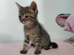 Gato raça SRD-ViraLata idade 2 a 6 meses nome sem nome 