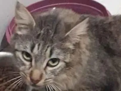 Gato raça SRD-ViraLata idade 1 ano nome Marie