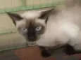 AVELÃ