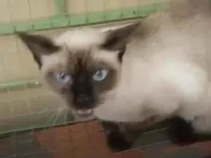 Gato raça Siamês idade 2 anos nome AVELÃ