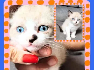 Gato raça SRD-ViraLata idade Abaixo de 2 meses nome sem nome 