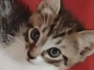 Gato raça SRD-ViraLata idade 2 a 6 meses nome Pingo 