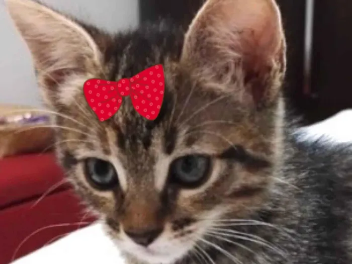Gato raça SRD-ViraLata idade 2 a 6 meses nome Mila 