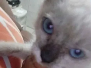 Gato raça Siamês idade Abaixo de 2 meses nome safira 