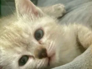 Gato raça SRD-ViraLata idade 2 a 6 meses nome Kiko 