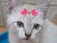 Mika 