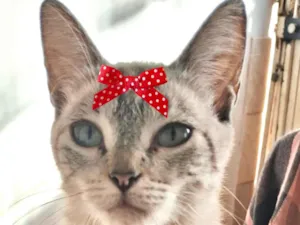 Gato raça SRD-ViraLata idade 7 a 11 meses nome Sandy 