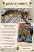 Pipoca