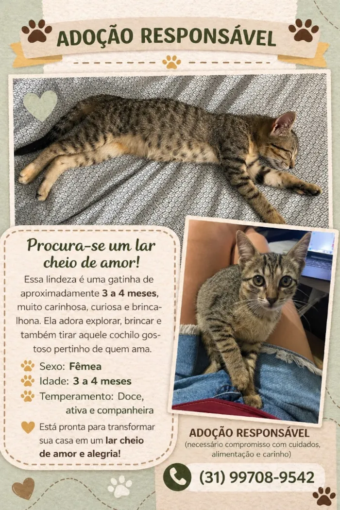 Gato raça SRD-ViraLata idade 2 a 6 meses nome Pipoca