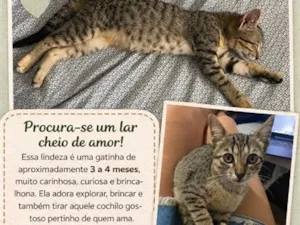 Gato raça SRD-ViraLata idade 2 a 6 meses nome Pipoca