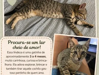 Gato raça SRD-ViraLata idade 2 a 6 meses nome Pipoca