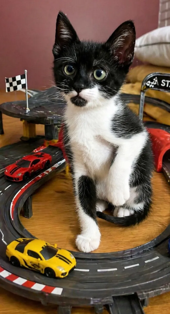 Gato raça SRD-ViraLata idade Abaixo de 2 meses nome Guri 