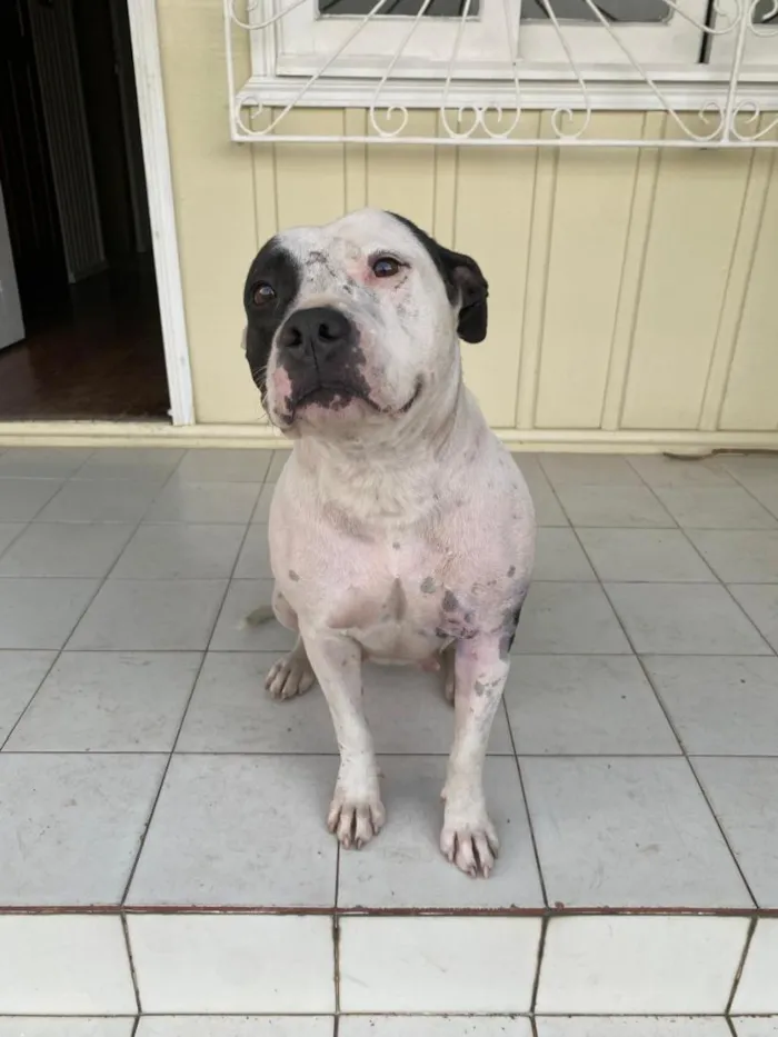 Cachorro raça Pit-Bull idade 3 anos nome Linda