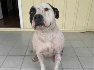 Cachorro raça Pit-Bull idade 3 anos nome Linda