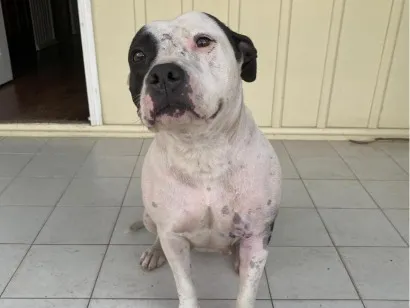 Cachorro raça Pit-Bull idade 3 anos nome Linda