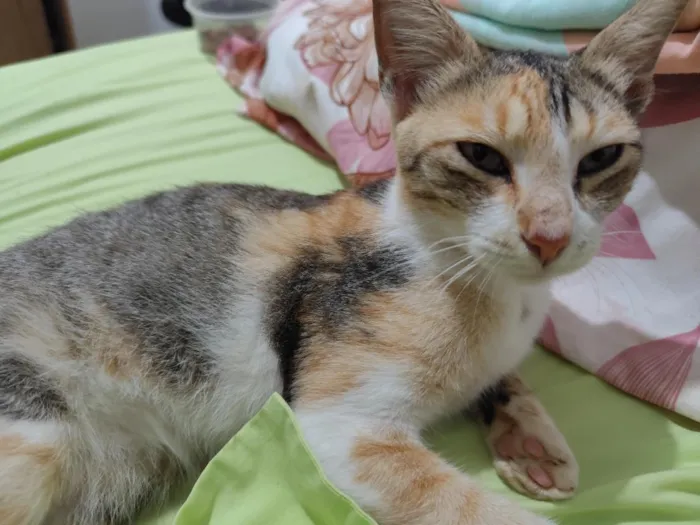 Gato raça SRD-ViraLata idade 2 a 6 meses nome Mischa