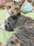 Mischa