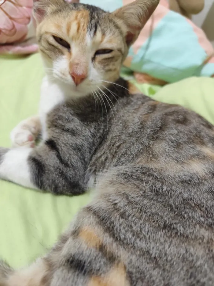 Gato raça SRD-ViraLata idade 2 a 6 meses nome Mischa