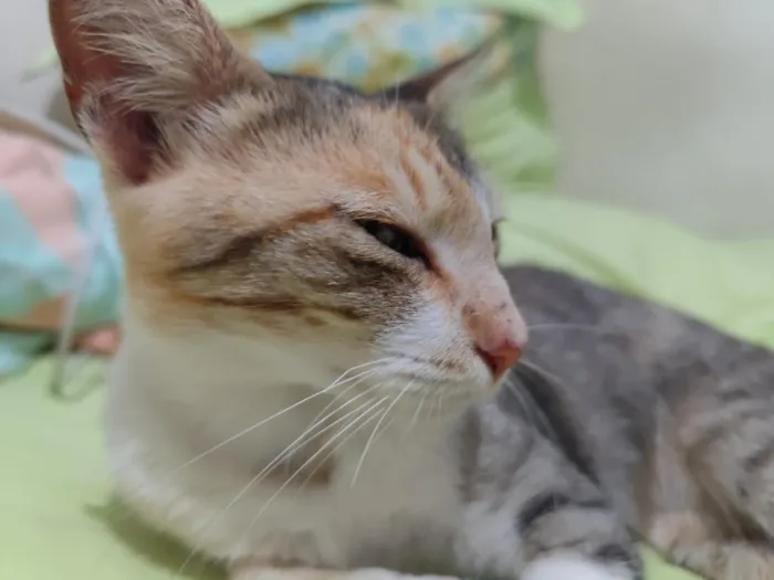 Gato raça SRD-ViraLata idade 2 a 6 meses nome Mischa