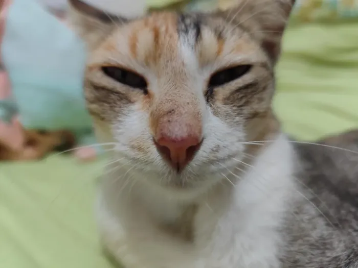 Gato raça SRD-ViraLata idade 2 a 6 meses nome Mischa