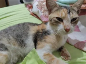 Gato raça SRD-ViraLata idade 2 a 6 meses nome Mischa