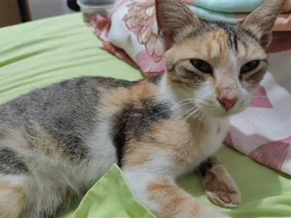 Gato raça SRD-ViraLata idade 2 a 6 meses nome Mischa