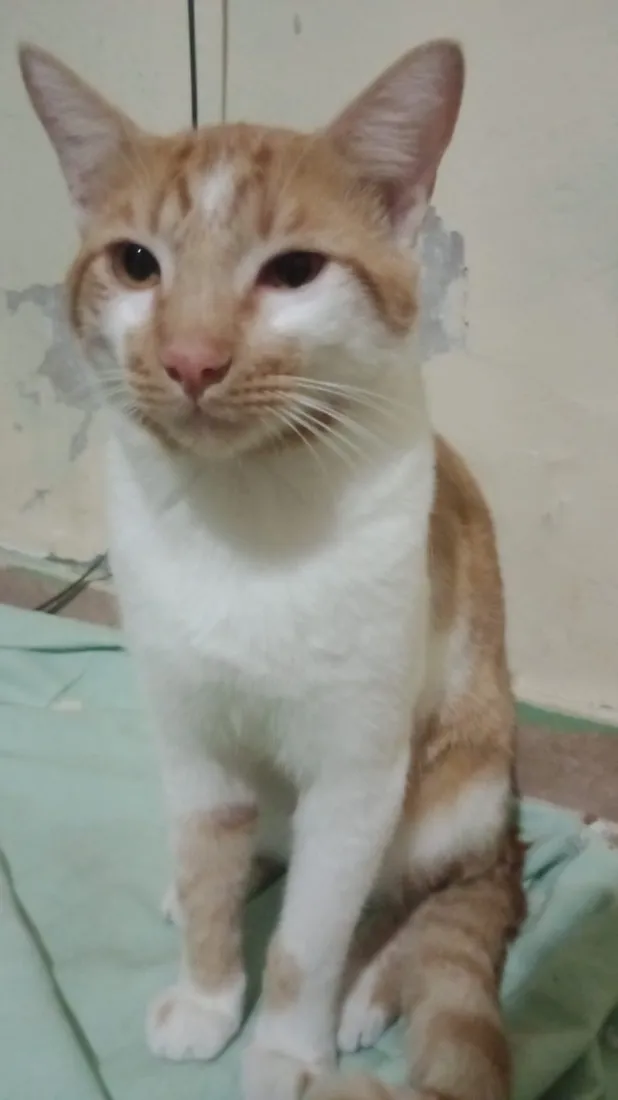 Gato raça SRD-ViraLata idade 7 a 11 meses nome Não tem (ainda)