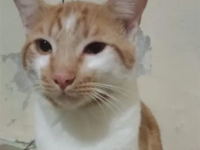 Gato raça SRD-ViraLata idade 7 a 11 meses nome Não tem (ainda)