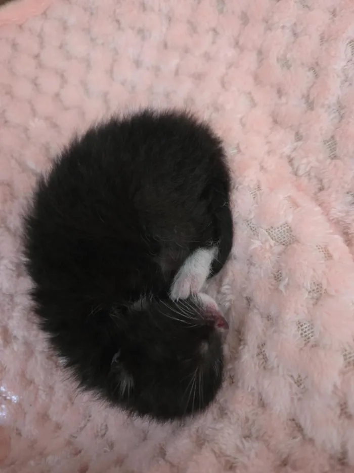 Gato raça SRD-ViraLata idade Abaixo de 2 meses nome Ozzy