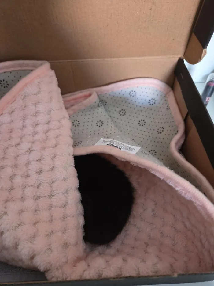 Gato raça SRD-ViraLata idade Abaixo de 2 meses nome Ozzy