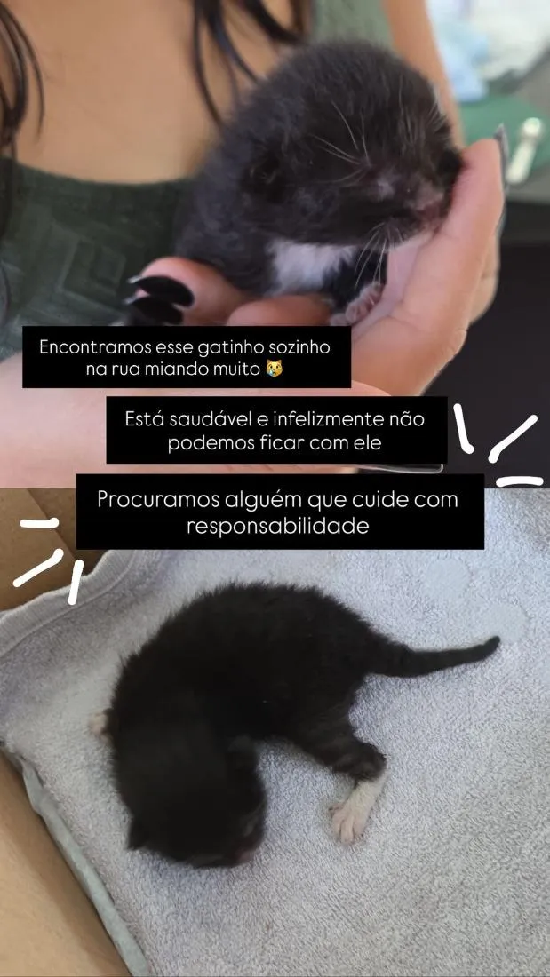 Gato raça SRD-ViraLata idade Abaixo de 2 meses nome Ozzy