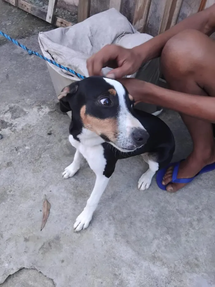 Cachorro raça SRD-ViraLata idade 1 ano nome kisha 