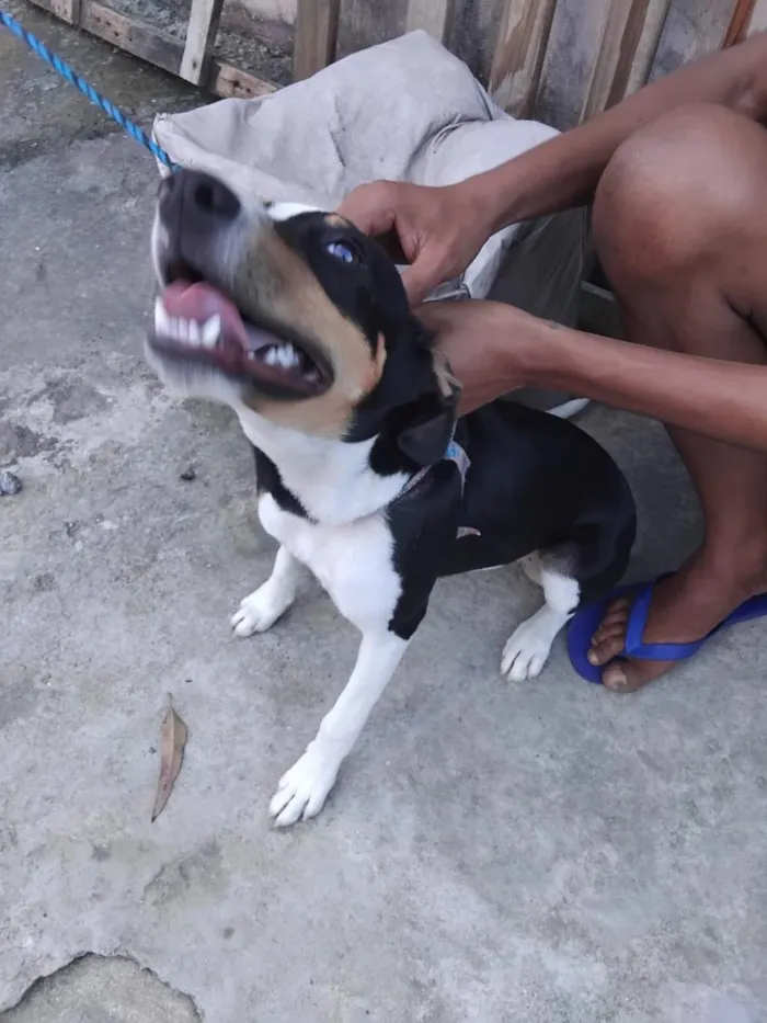 Cachorro raça SRD-ViraLata idade 1 ano nome kisha 