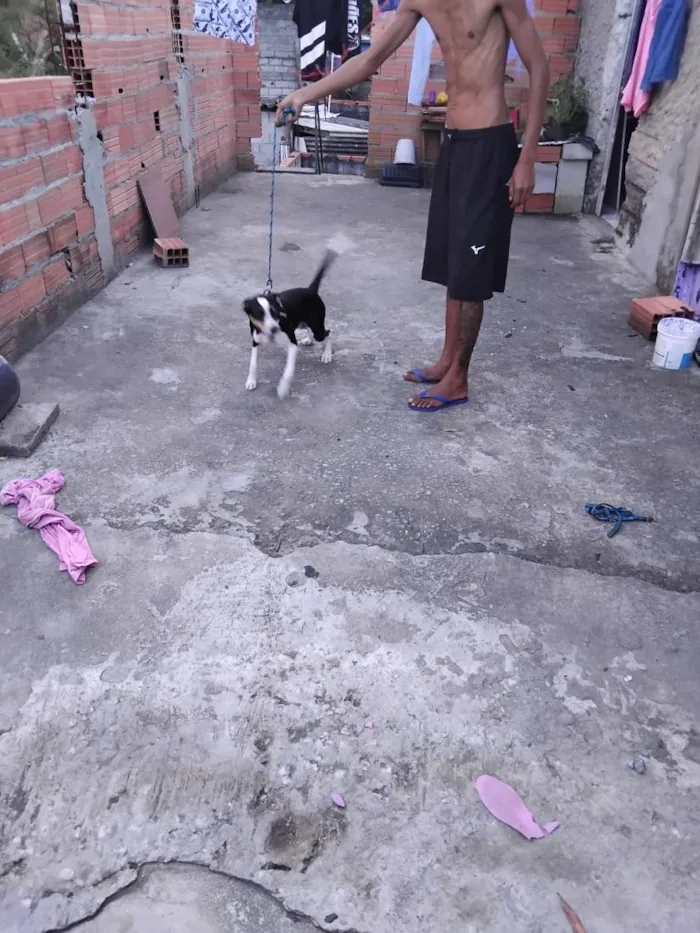 Cachorro raça SRD-ViraLata idade 1 ano nome kisha 