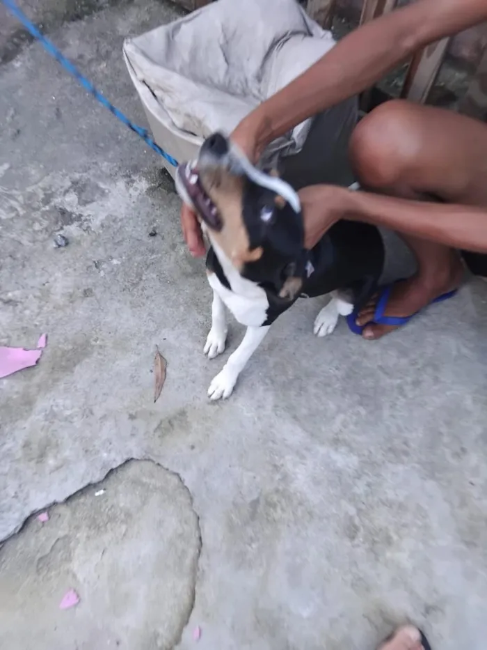 Cachorro raça SRD-ViraLata idade 1 ano nome kisha 
