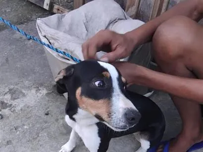 Cachorro raça SRD-ViraLata idade 1 ano nome kisha 
