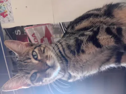 Gato raça SRD-ViraLata idade 2 a 6 meses nome Mi