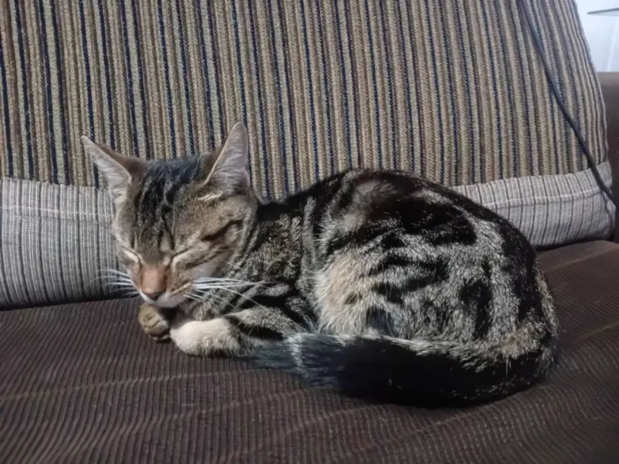 Gato raça SRD-ViraLata idade 2 a 6 meses nome Mi