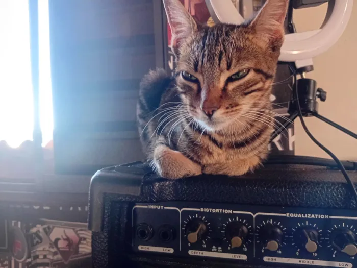 Gato raça SRD-ViraLata idade 2 a 6 meses nome Mi