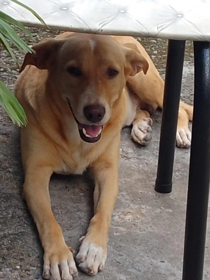 Cachorro raça SRD-ViraLata idade 5 anos nome Lock