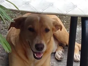 Cachorro raça SRD-ViraLata idade 5 anos nome Lock