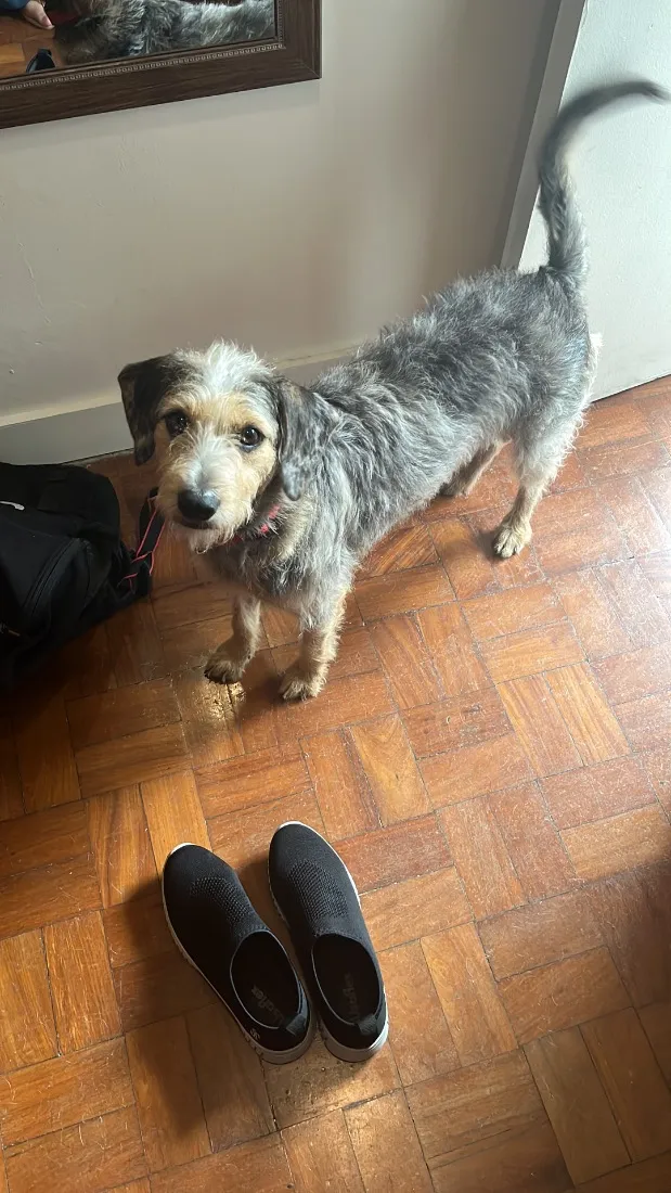 Cachorro raça SRD-ViraLata idade 1 ano nome Maria