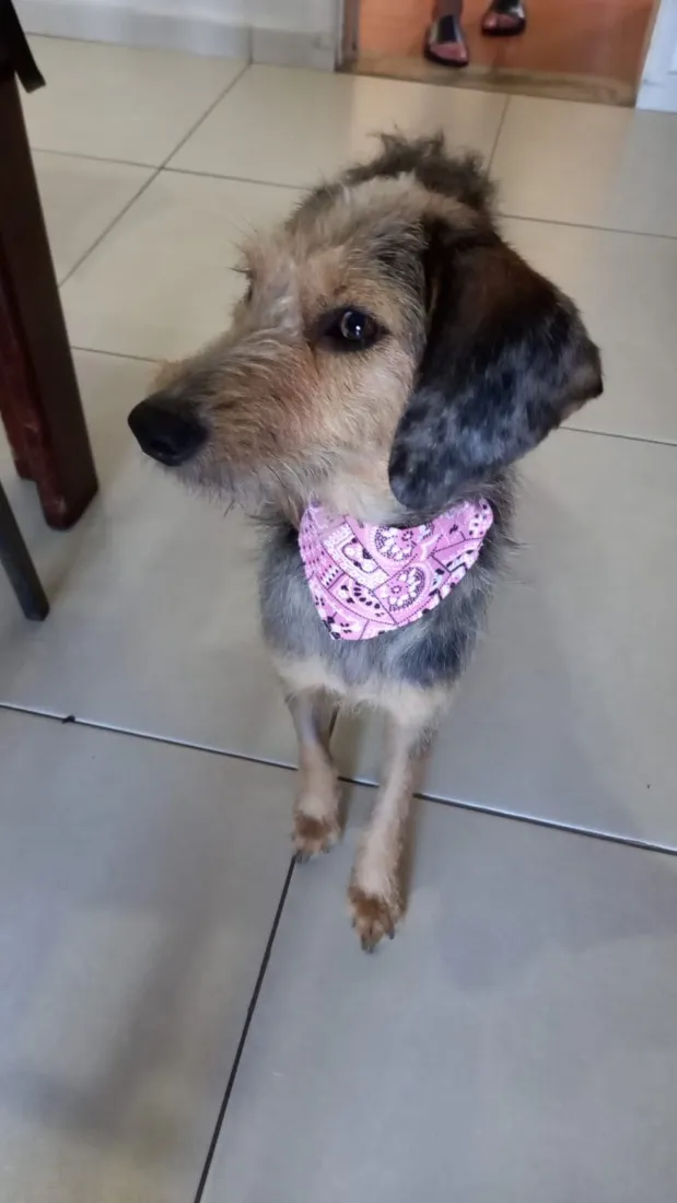 Cachorro raça SRD-ViraLata idade 1 ano nome Maria